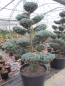 Preview: Chamaecyparis pisifera Boulevard 1703